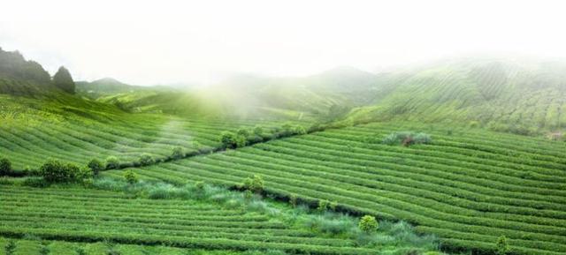 桂平西山茶是什么茶，桂平西山茶属于什么茶（广西的名茶你知道几个呢）