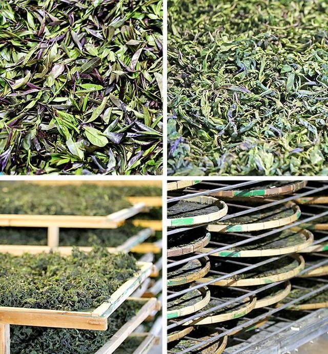 桂平西山茶是什么茶，桂平西山茶属于什么茶（广西的名茶你知道几个呢）