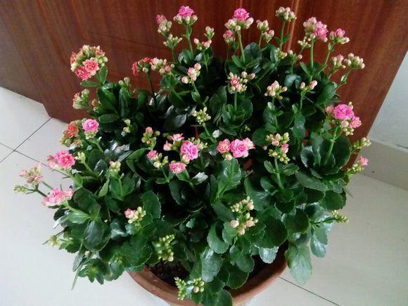 相思豆养殖方法和注意事项盆栽，相思豆植物可以养多久（这3种花都有微量毒素）