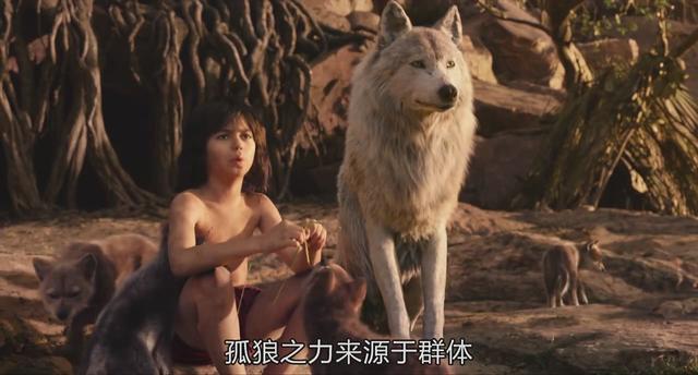 老虎为什么打不过黑豹，老虎为什么怕黑豹（《奇幻森林》黑豹和老虎你觉得谁的战斗力更强）