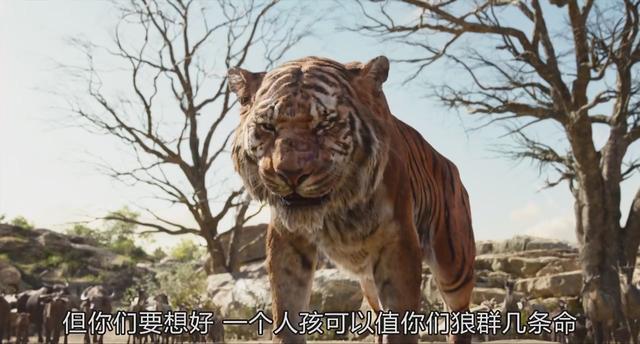 老虎为什么打不过黑豹，老虎为什么怕黑豹（《奇幻森林》黑豹和老虎你觉得谁的战斗力更强）