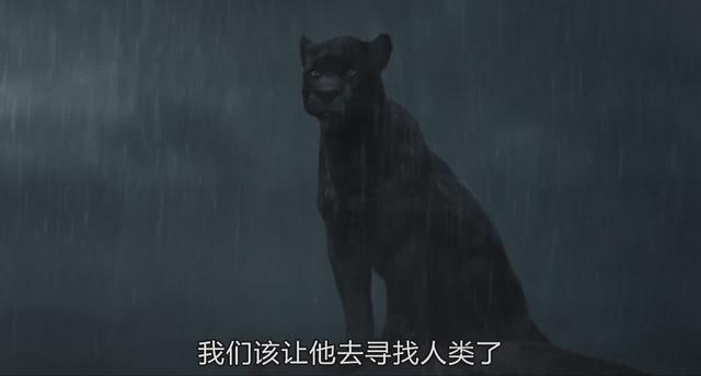 老虎为什么打不过黑豹，老虎为什么怕黑豹（《奇幻森林》黑豹和老虎你觉得谁的战斗力更强）