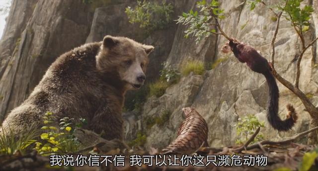 老虎为什么打不过黑豹，老虎为什么怕黑豹（《奇幻森林》黑豹和老虎你觉得谁的战斗力更强）