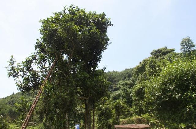 桂平西山茶是什么茶，桂平西山茶属于什么茶（广西的名茶你知道几个呢）