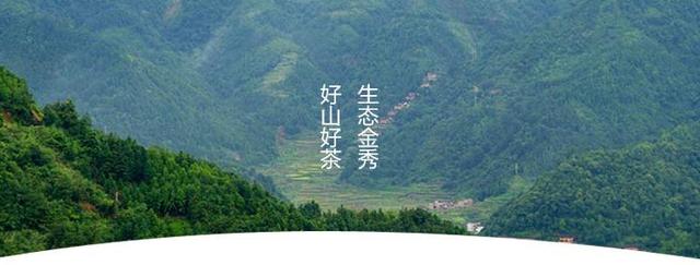 桂平西山茶是什么茶，桂平西山茶属于什么茶（广西的名茶你知道几个呢）