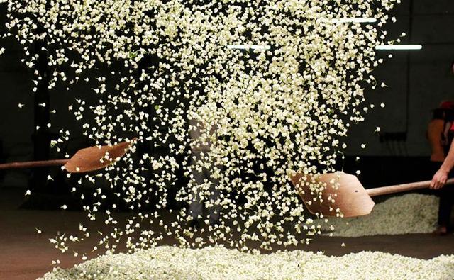 桂平西山茶是什么茶，桂平西山茶属于什么茶（广西的名茶你知道几个呢）