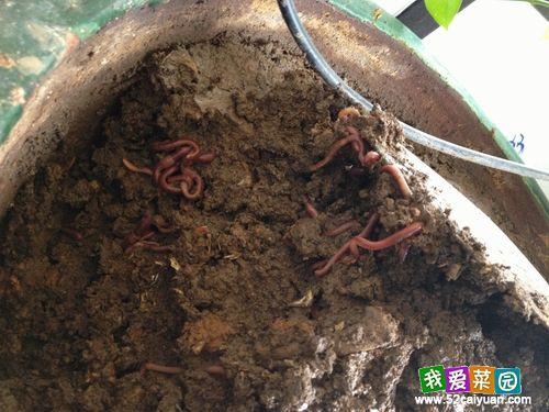 家庭蚯蚓养殖技术,室内蚯蚓养殖技术(教你如何在家养蚯蚓)