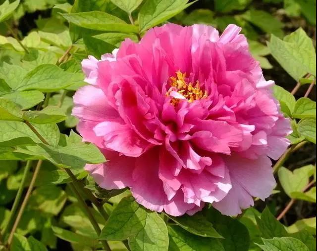 家里为什么不能养荷花，家里荷花挂在什么方位好（9种“名花”富贵吉利）