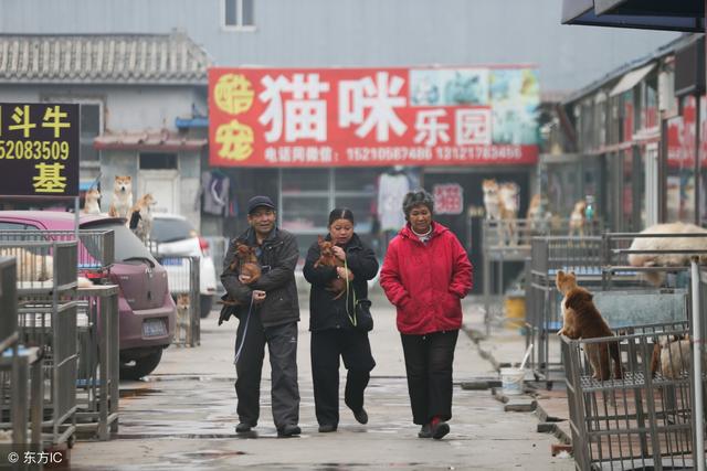 北京哪里有狗市，北京买狗狗的市场在哪里（北京地区乃至华北地区最大的犬类交易市场——梨园狗市图片精选）