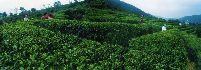 桂平西山茶是什么茶，桂平西山茶属于什么茶（广西的名茶你知道几个呢）