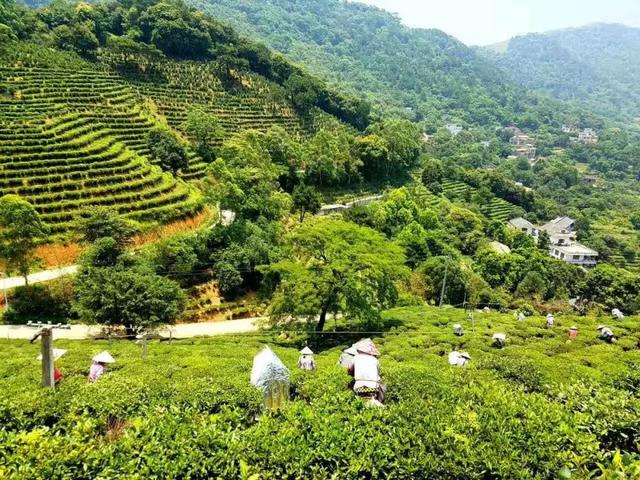 桂平西山茶是什么茶，桂平西山茶属于什么茶（广西的名茶你知道几个呢）