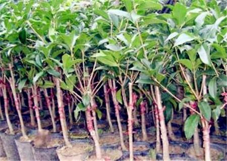 20公分桂花树价格，15公分桂花树多少钱一棵（常绿乔木“桂花树”一般能活多久）