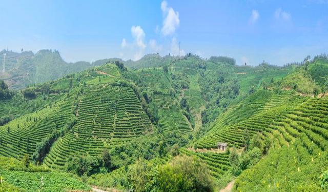 桂平西山茶是什么茶，桂平西山茶属于什么茶（广西的名茶你知道几个呢）