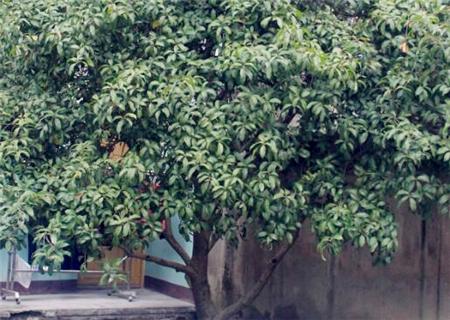 20公分桂花树价格，15公分桂花树多少钱一棵（常绿乔木“桂花树”一般能活多久）