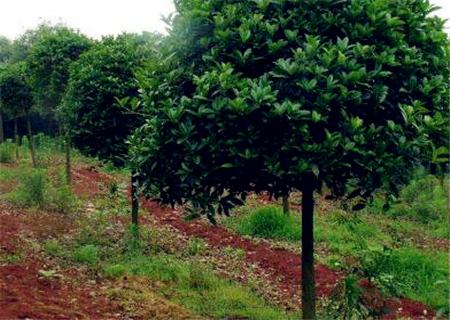20公分桂花树价格，15公分桂花树多少钱一棵（常绿乔木“桂花树”一般能活多久）