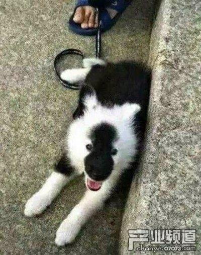 速腾快递查询单号，查快递单号物流信息查询圆通快递（为什么会有人在绝地求生里练倒车入库啊）