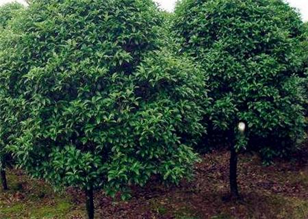 20公分桂花树价格，15公分桂花树多少钱一棵（常绿乔木“桂花树”一般能活多久）