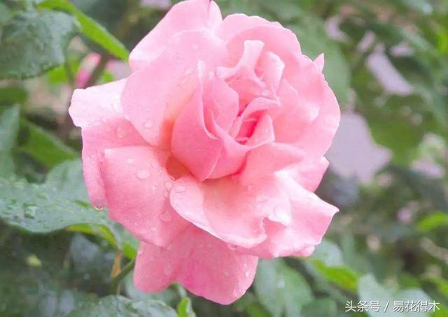 各个城市的市花，城市的市花有哪些花（全国城市市花集锦）