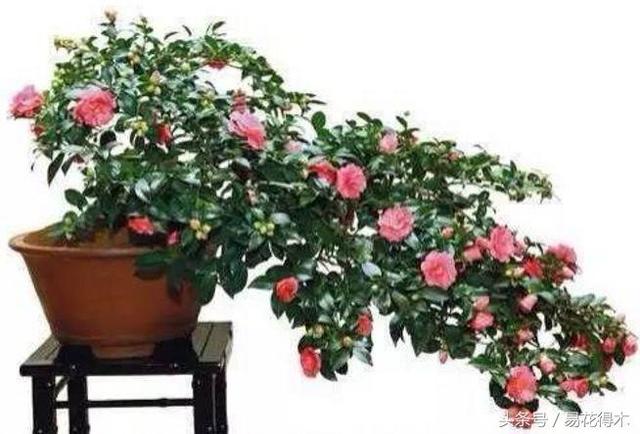 各个城市的市花，城市的市花有哪些花（全国城市市花集锦）