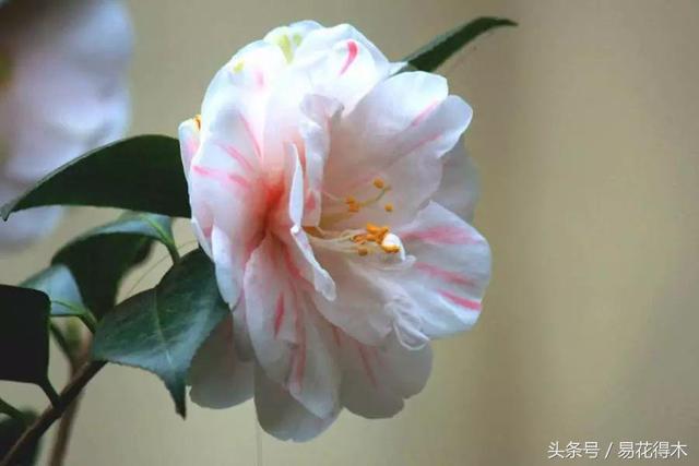 各个城市的市花，城市的市花有哪些花（全国城市市花集锦）