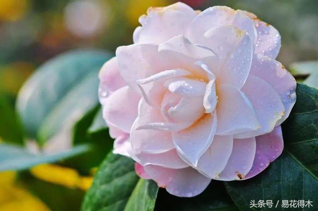 各个城市的市花，城市的市花有哪些花（全国城市市花集锦）