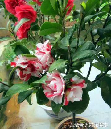 各个城市的市花，城市的市花有哪些花（全国城市市花集锦）