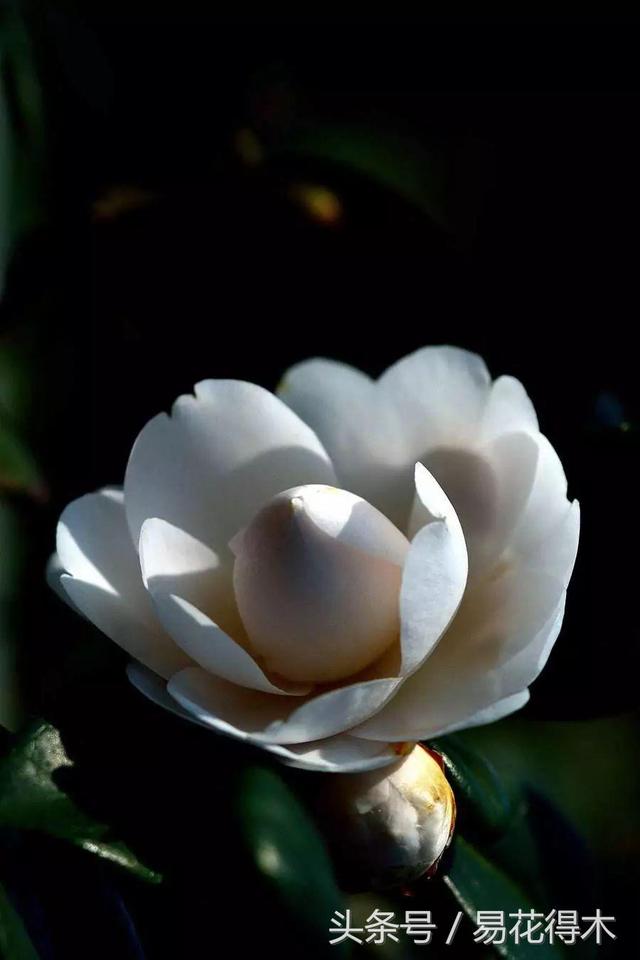 各个城市的市花，城市的市花有哪些花（全国城市市花集锦）