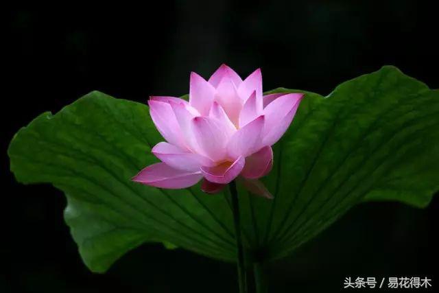 各个城市的市花，城市的市花有哪些花（全国城市市花集锦）