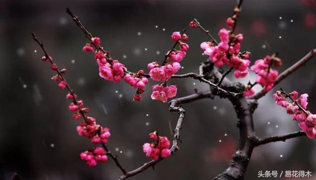 各个城市的市花，城市的市花有哪些花（全国城市市花集锦）