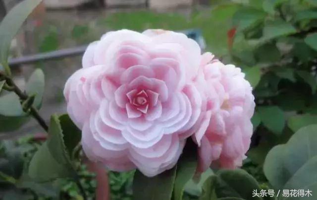 各个城市的市花，城市的市花有哪些花（全国城市市花集锦）