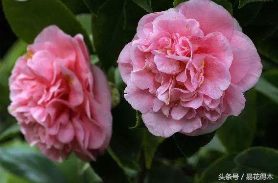 各个城市的市花，城市的市花有哪些花（全国城市市花集锦）