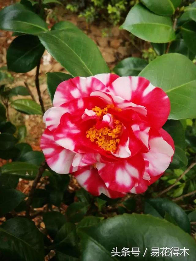 各个城市的市花，城市的市花有哪些花（全国城市市花集锦）