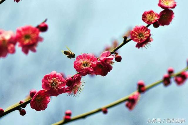 烟竹网名，烟竹微信昵称（雪和梅的雅称你知道吗）