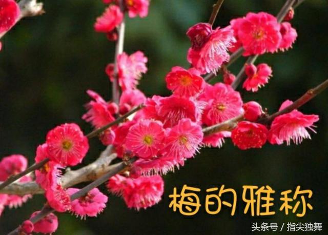 烟竹网名，烟竹微信昵称（雪和梅的雅称你知道吗）