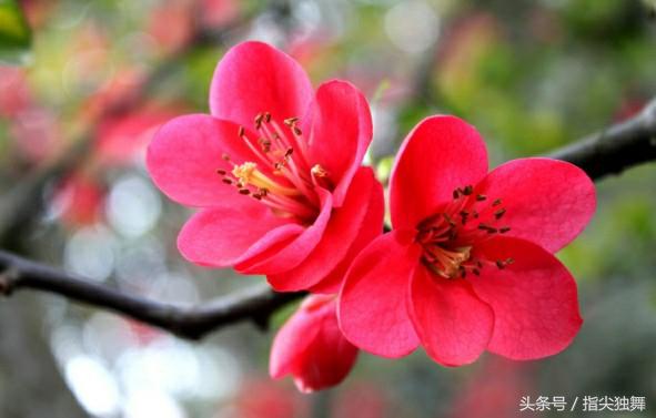 烟竹网名，烟竹微信昵称（雪和梅的雅称你知道吗）