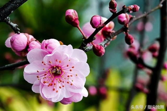 烟竹网名，烟竹微信昵称（雪和梅的雅称你知道吗）