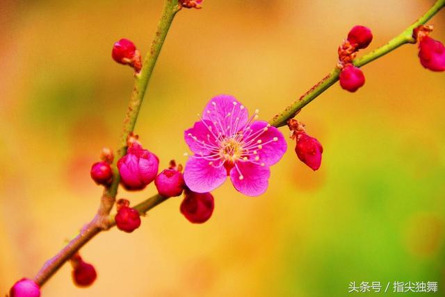 烟竹网名，烟竹微信昵称（雪和梅的雅称你知道吗）