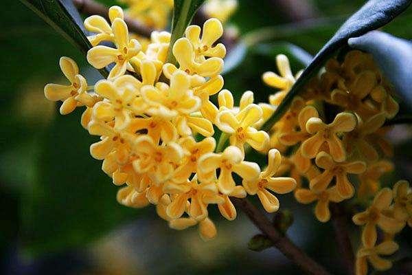 桂花是什么生肖，桂花代表什么生肖（桂花的风水知识）