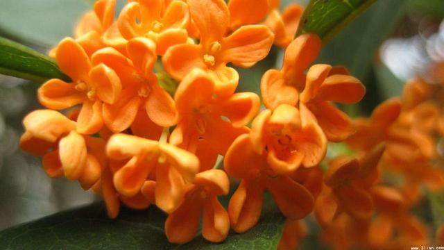 桂花是什么生肖，桂花代表什么生肖（桂花的风水知识）