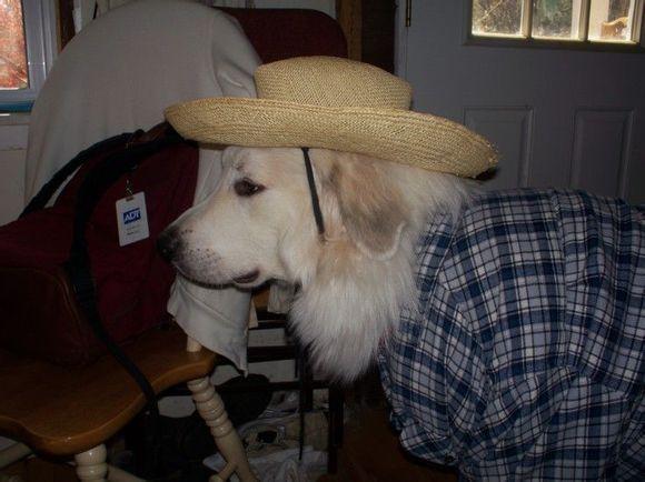 比利牛斯山犬，比利牛斯山犬----温柔的大白熊（比利牛斯山犬智商）