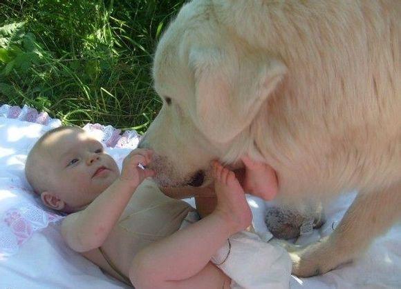 比利牛斯山犬，比利牛斯山犬----温柔的大白熊（比利牛斯山犬智商）