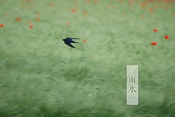 静坐窗前听雨声全诗，静坐窗前听雨声全诗意思（雨水：静坐窗前听雨声）