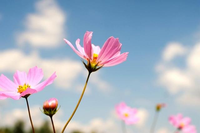 洛克王国的轻风山在哪，洛克王国轻风山在哪（五天路程三天半超额走完~风景独步）