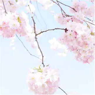 唯美清新淑女风的女生图片大全 等侍下一场樱雨ぅ，小清新图片唯美简约 女生 可爱（美若仙境·····错过就要再等一年啦）