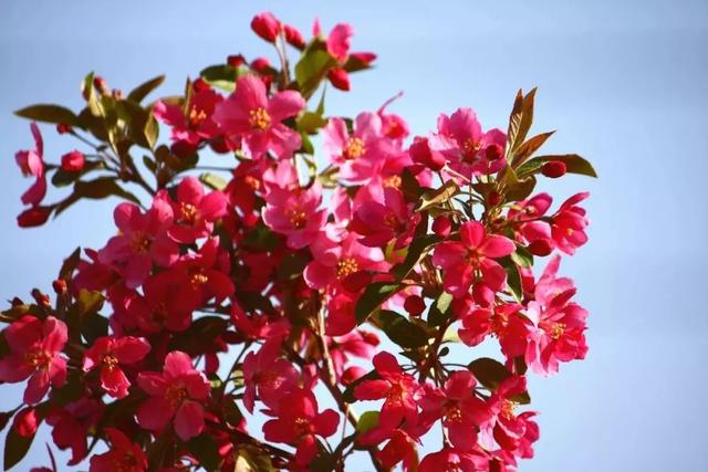 唯美清新淑女风的女生图片大全 等侍下一场樱雨ぅ，小清新图片唯美简约 女生 可爱（美若仙境·····错过就要再等一年啦）