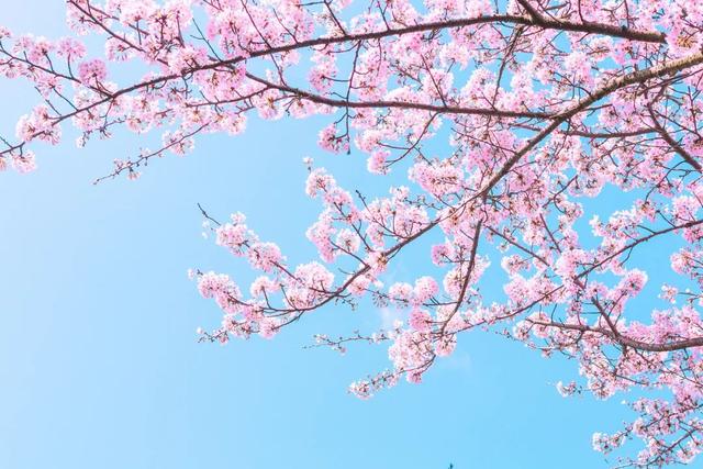 唯美清新淑女风的女生图片大全 等侍下一场樱雨ぅ，小清新图片唯美简约 女生 可爱（美若仙境·····错过就要再等一年啦）