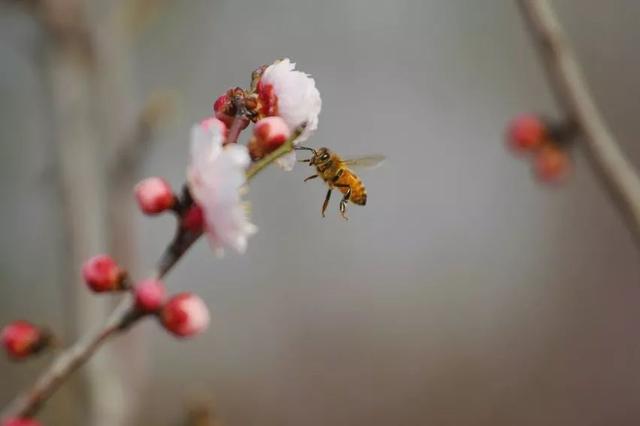 唯美清新淑女风的女生图片大全 等侍下一场樱雨ぅ，小清新图片唯美简约 女生 可爱（美若仙境·····错过就要再等一年啦）