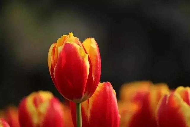 唯美清新淑女风的女生图片大全 等侍下一场樱雨ぅ，小清新图片唯美简约 女生 可爱（美若仙境·····错过就要再等一年啦）
