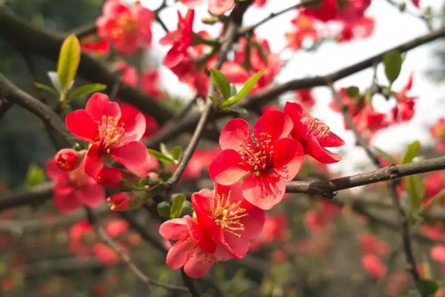 唯美清新淑女风的女生图片大全 等侍下一场樱雨ぅ，小清新图片唯美简约 女生 可爱（美若仙境·····错过就要再等一年啦）