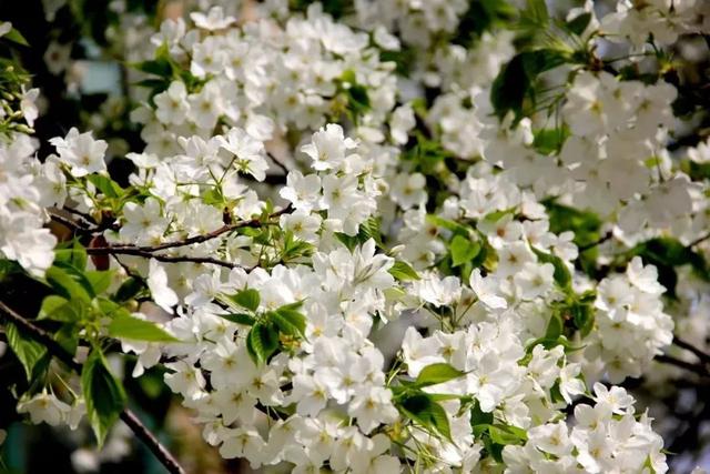 唯美清新淑女风的女生图片大全 等侍下一场樱雨ぅ，小清新图片唯美简约 女生 可爱（美若仙境·····错过就要再等一年啦）